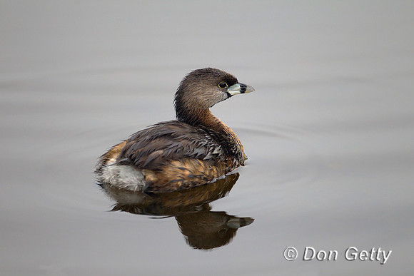 Grebe_PB_Z2F2370