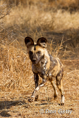 Dog_AW_MG_5025