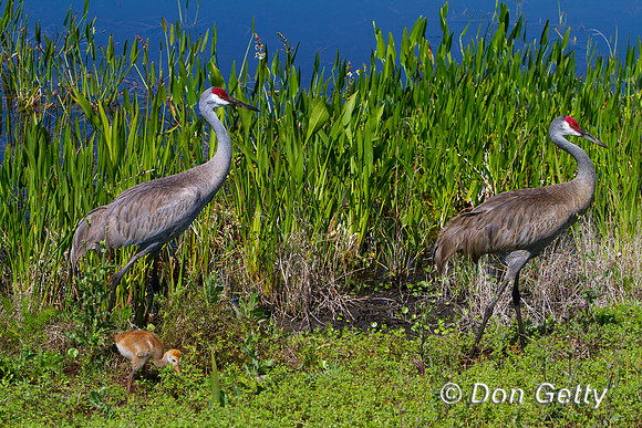Sandhill Crane