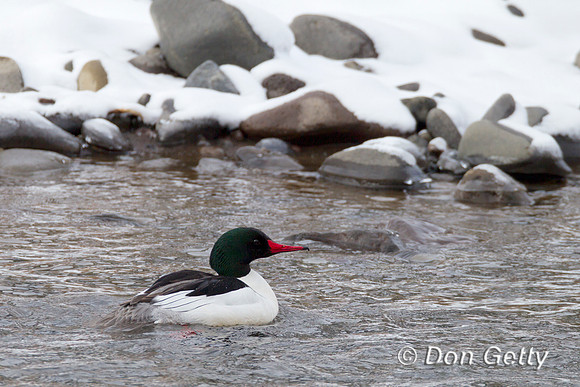 Common Merganser