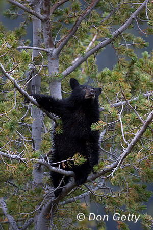 Black Bear