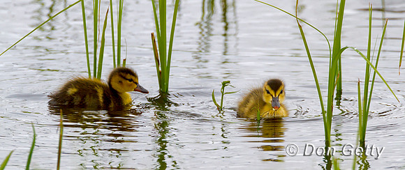 Mallard_MG_4503