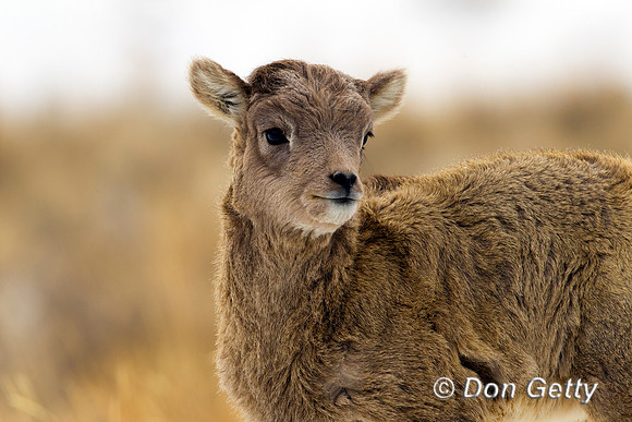 Bighorn Sheep