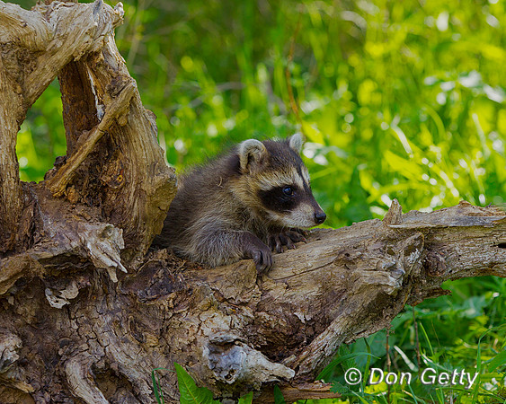 Raccoon_Z2F4831