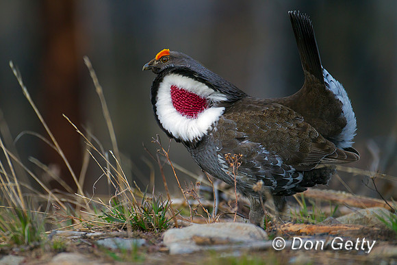 Grouse_Dusky_Z2F0492