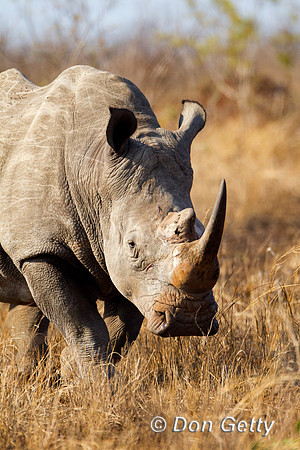 Rhino_W_Z2F6210