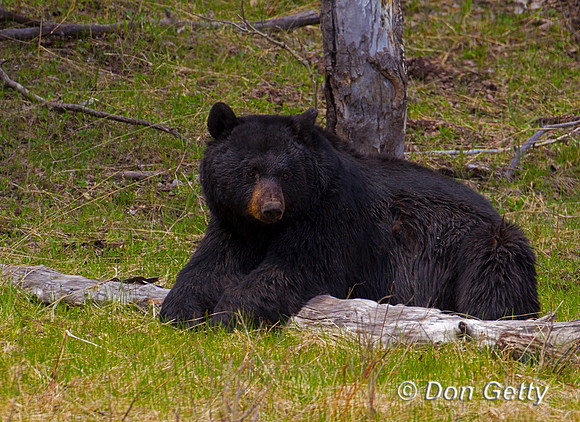 Black Bear