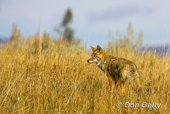 Coyote_R8D6131