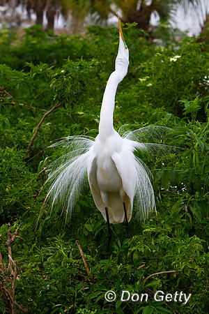 Great Egret
