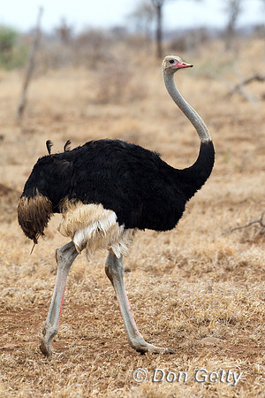 Common Ostrich