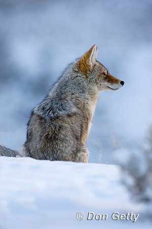 Coyote_D4B4564