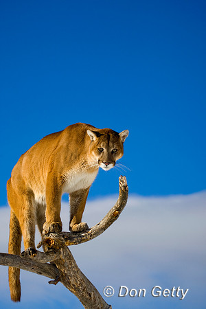 Mt_Lion_D4B0151