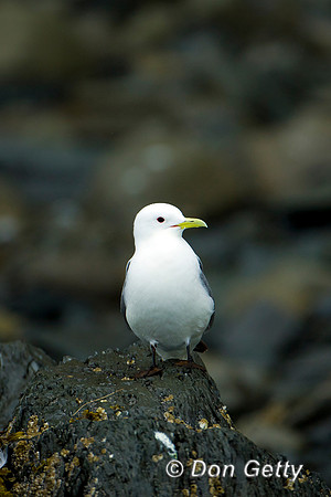 Black-legged Kittiwake
