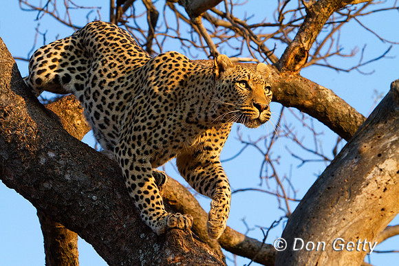 Leopard_MG_4656