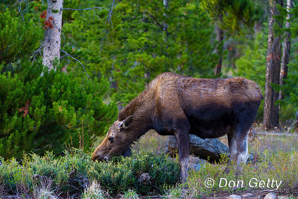 Moose_MG_3026