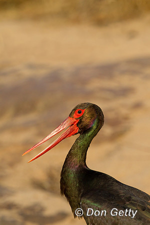 Stork_B_Z2F4022