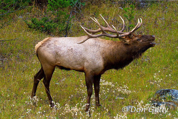 Elk_MG_8811