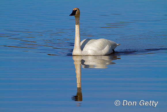 Swan_Tr_MG_3089
