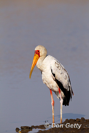 Stork_SYB_Z2F1387