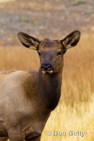 Elk_Z2F9522
