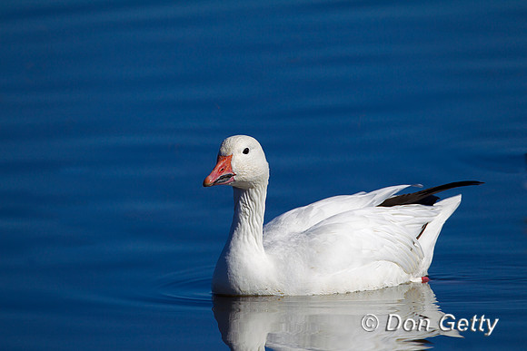 Snow Goose