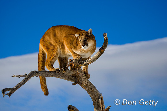 Mt_Lion_D4B0157