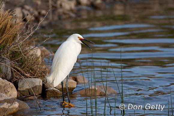Snowy Egret