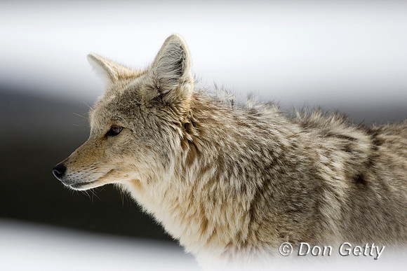 Coyote_D4B9839