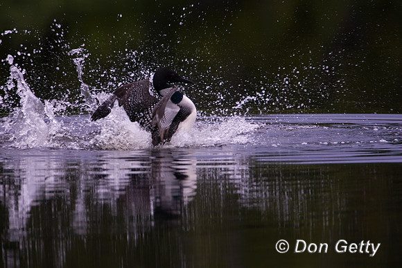 Loon_Common_R8D5751