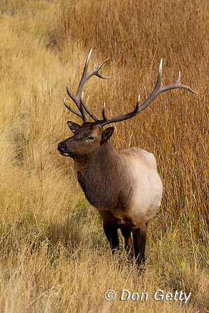 Elk_Z2F9493