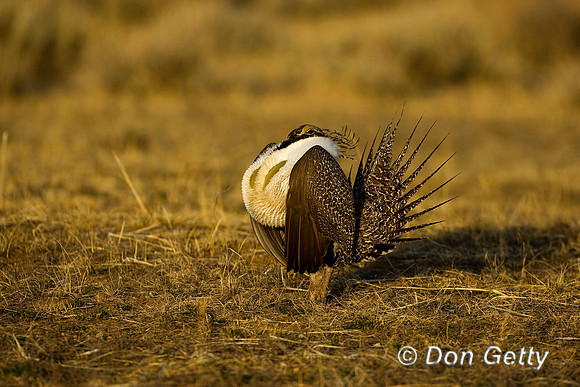 Grouse_Sage_D4B6250