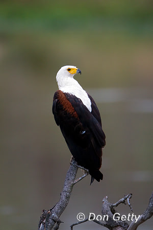 Eagle_Fish_MG_5569