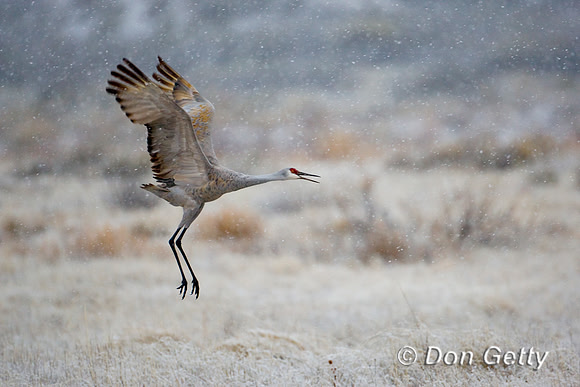Sandhill Crane