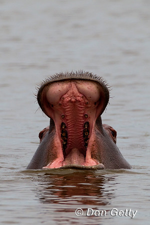 Hippo_Z2F5271