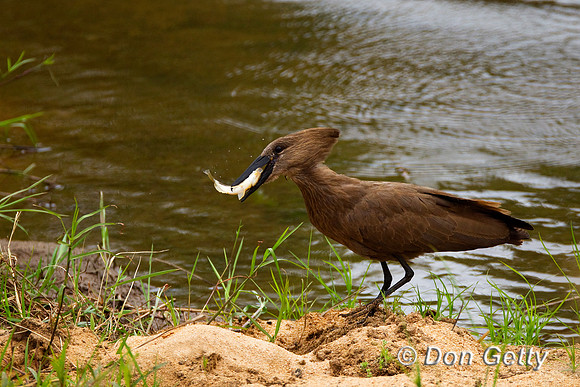 Hamerkop_Z2F4466