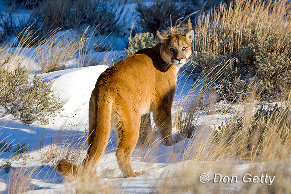 Mt_Lion_D4B0007