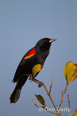 Red-winged Blackbird