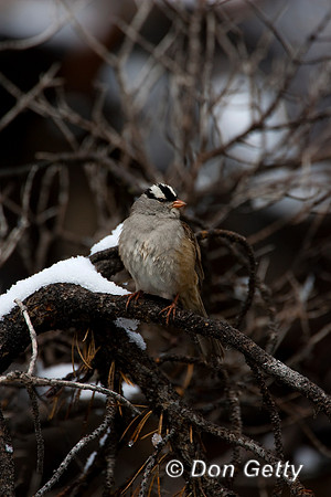 Sparrow_White-crowned_MR8D6444