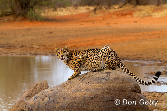 Cheetah_MG_4345