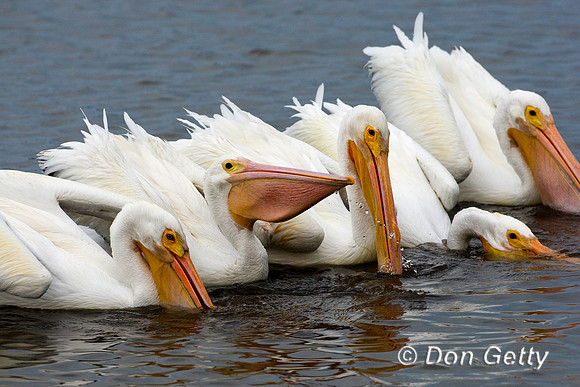 Pelican_Wht_D4B9673