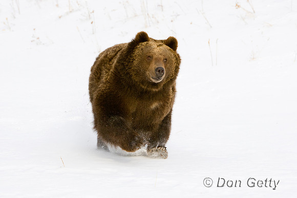 Bear_Grizzly_D4B1133