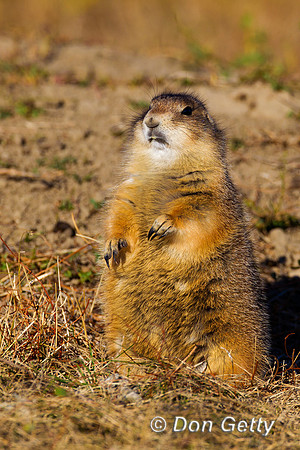 Prairie_Dog_Z2F9128