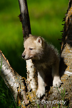 Wolf_BZ2F1375