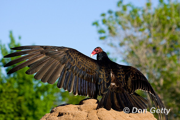 Vulture_T_D4B7181