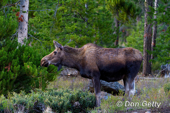 Moose_MG_3031