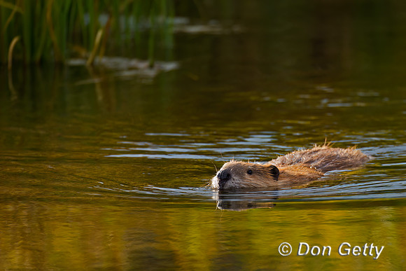 Beaver
