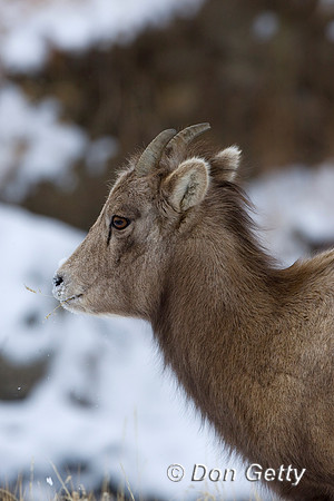 Bighorn Sheep