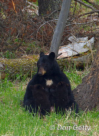 Black Bear