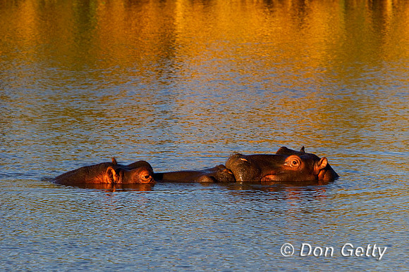 Hippo_Z2F9888