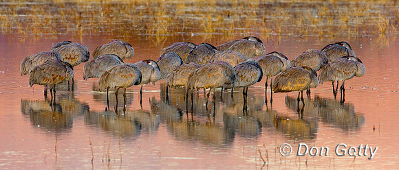 Sandhill Crane